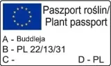 budleja-dawida-empire-blue-2l-motylica-bylina-wysokosc-sadzonki-30-60-cm