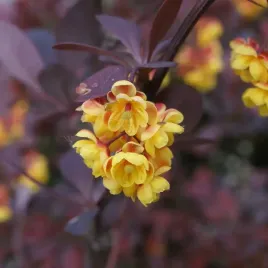 berberys-thunberga-atropurpurea-1l-bordowe-liscie