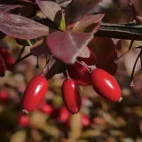 berberys-thunberga-atropurpurea-1l-bordowe-liscie-rodzaj-rosliny-berberysy