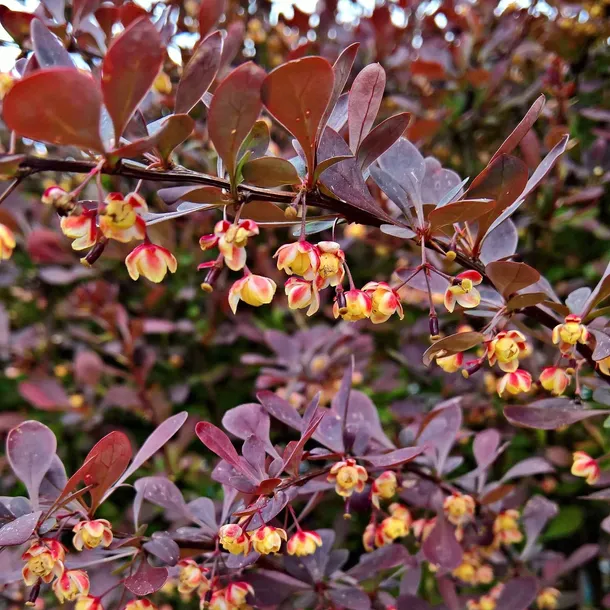 berberys-thunberga-atropurpurea-1l-bordowe-liscie-roslina-w-postaci-sadzonka-w-pojemniku-1-2l