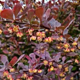 berberys-thunberga-atropurpurea-1l-bordowe-liscie-roslina-w-postaci-sadzonka-w-pojemniku-1-2l