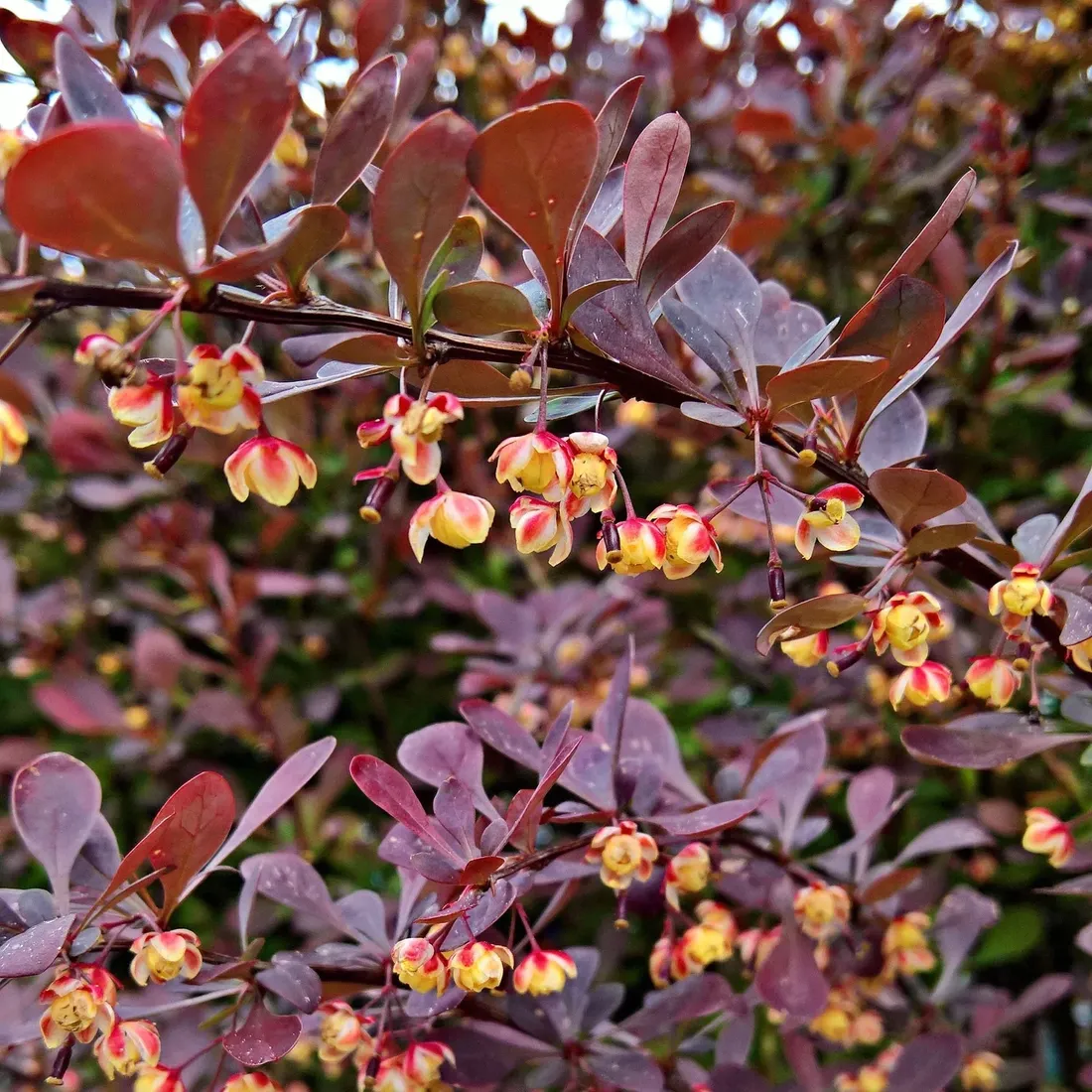 berberys-thunberga-atropurpurea-1l-bordowe-liscie-kolor-kwiatow-czarne-czerwone-fioletowe-roznobarwne-zolte