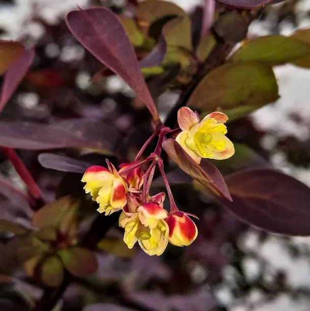 berberys-thunberga-atropurpurea-1l-bordowe-liscie-wysokosc-sadzonki-30-60-cm