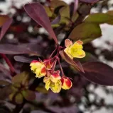 berberys-thunberga-atropurpurea-1l-bordowe-liscie-wysokosc-sadzonki-30-60-cm