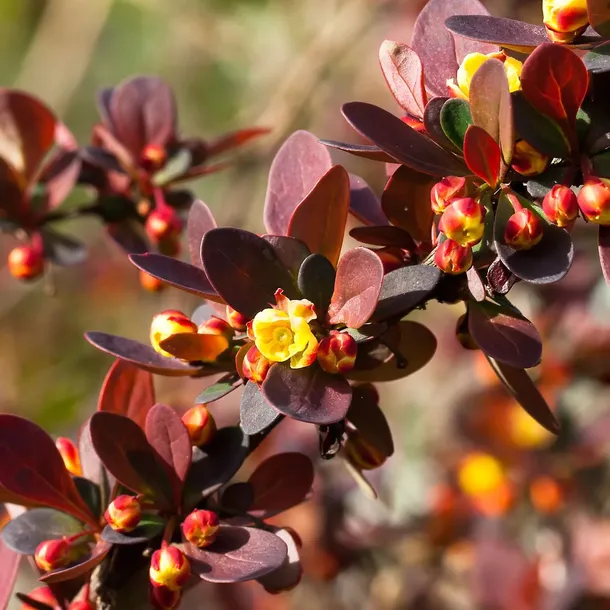 berberys-thunberga-atropurpurea-1l-bordowe-liscie-styl-ogrod-japonski-ogrod-nowoczesny-ogrod-skalny-ogrod-srodziemnomorski-ogrod-wiejski