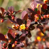 berberys-thunberga-atropurpurea-1l-bordowe-liscie-styl-ogrod-japonski-ogrod-nowoczesny-ogrod-skalny-ogrod-srodziemnomorski-ogrod-wiejski