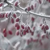 berberys-thunberga-atropurpurea-1l-bordowe-liscie-cechy-charakterystyczne-lubiace-cien-lubiace-slonce-proste-w-pielegnacji-przyjazne-dla-zwierzat