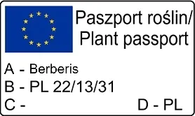 berberys-thunberga-atropurpurea-1l-bordowe-liscie-producent-szkolka-pnaczy-marek-wedrowski