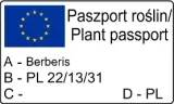 berberys-thunberga-atropurpurea-1l-bordowe-liscie-producent-szkolka-pnaczy-marek-wedrowski