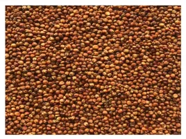 sorgo-czerwone-45kg-karma-pokarm-dla-papug-srednich-i-duzych-ptakow-pasza