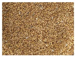 45kg-kolendra-ziarno-zaneta-przyneta-wedkarska-karas-karp