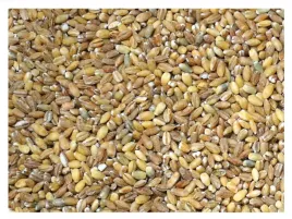 45kg-peczak-kasza-jeczmienna-ziarno-zaneta-przyneta-wedkarska-karas