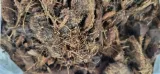 substrat-podloze-ziemia-do-storczykow-1-litr-w-doniczce-12-cm-marka-pphu-marek-nicowski-kod-producenta-5907771497181