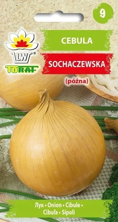 cebula-sochaczewska-4g
