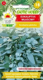 exotic-hobby-eukaliptus-wlasciwy