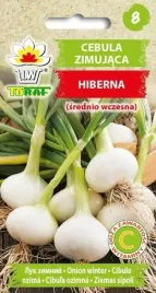 cebula-hiberna-2g