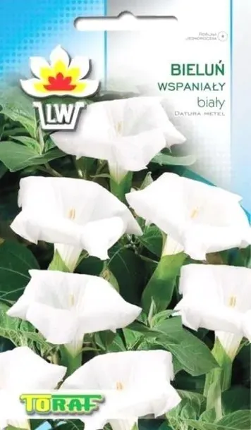 bielun-wspanialy-bialy-03g