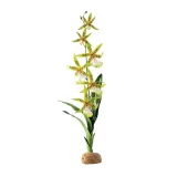 storczyk-spider-orchid-43cm-exo-terra