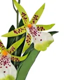 storczyk-spider-orchid-43cm-exo-terra-stan-nowy