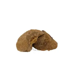 suszony-grzyb-naturalny-sponge-7-10-cm