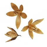 susz-egzotyczny-8-9cm-lily
