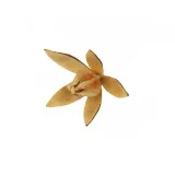 susz-egzotyczny-8-9cm-lily-stan-nowy