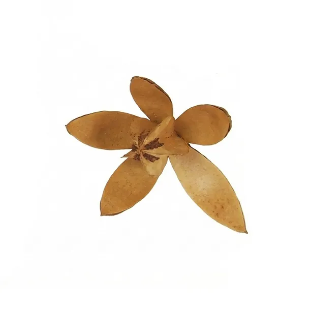 susz-egzotyczny-8-9cm-lily-kod-producenta-3404