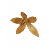susz-egzotyczny-8-9cm-lily-kod-producenta-3404