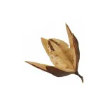 susz-egzotyczny-8-9cm-lily-stan-nowy-kod-producenta-3404