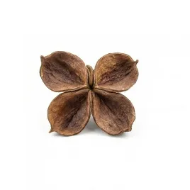 susz-egzotyczny-4-6cm-land-lotus