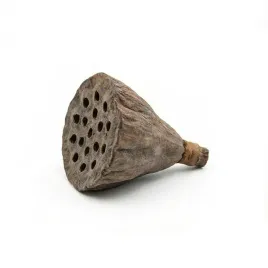 susz-egzotyczny-2-4cm-lotos-mini