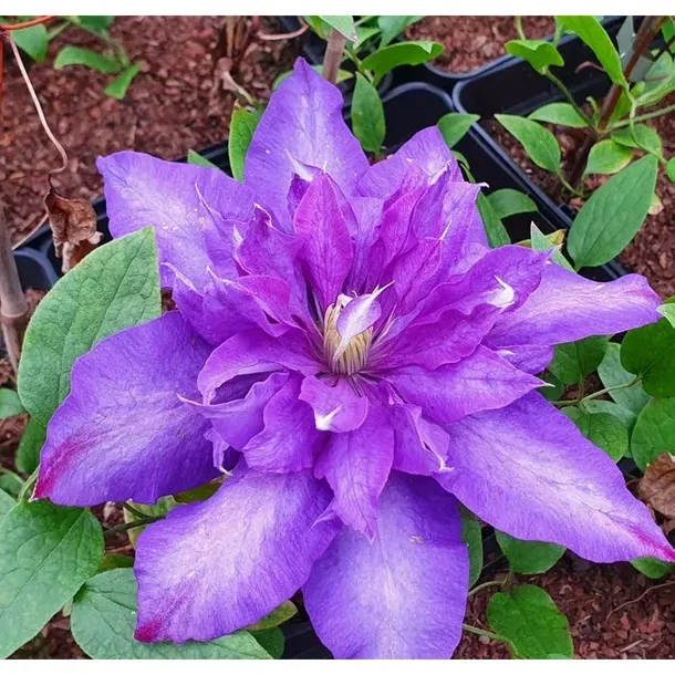 Powojnik Daniel Deronda wielkokwiatowy 1L clematis PEŁNY