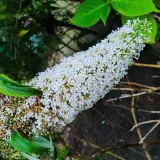 budleja-dawida-nanho-white-2l-motylica-kwitnaca-bylina-motyli-krzew