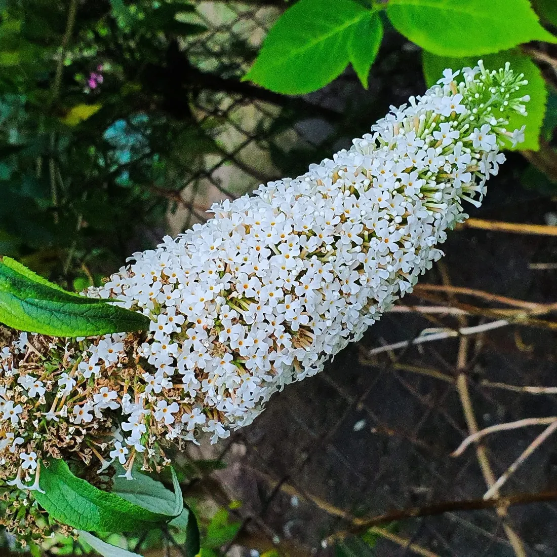 budleja-dawida-nanho-white-2l-motylica-kwitnaca-bylina-motyli-krzew
