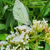 budleja-dawida-nanho-white-2l-motylica-kwitnaca-bylina-motyli-krzew-kolor-kwiatow-biale