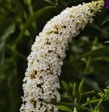 budleja-dawida-nanho-white-2l-motylica-kwitnaca-bylina-motyli-krzew-rodzaj-rosliny-inny