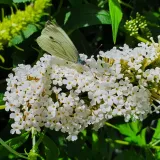 budleja-dawida-nanho-white-2l-motylica-kwitnaca-bylina-motyli-krzew-roslina-w-postaci-sadzonka-w-pojemniku-1-2l