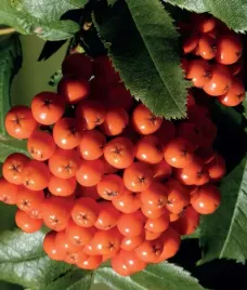 jarzab-krasavica-jarzebina-pospolita-sadzonka-2l