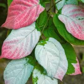 aktinidia-adam-pstrolistna-zapylacz-do-zenskich-2l