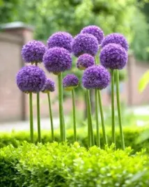 allium-gladiator-czosnek-gladiator