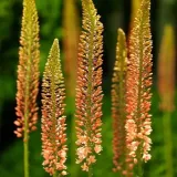 eremurus-cleopatra-pustynnik-cleopatra