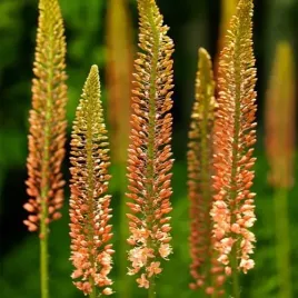 eremurus-cleopatra-pustynnik-cleopatra