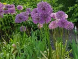 allium-mars-czosnek-mars