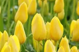 tulipa-conqueror-tulipan-conqueror-5szt