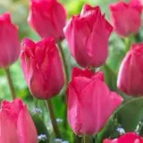 tulipa-van-eijk-tulipan-van-eijk-5szt