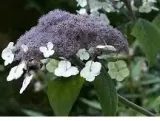 hortensja-omszona-macrophylla