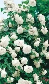 roza-pnaca-camelia-biala