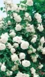 roza-pnaca-camelia-biala