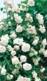 roza-pnaca-camelia-biala