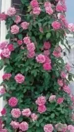 roza-pnaca-pink-cloud-rozowy